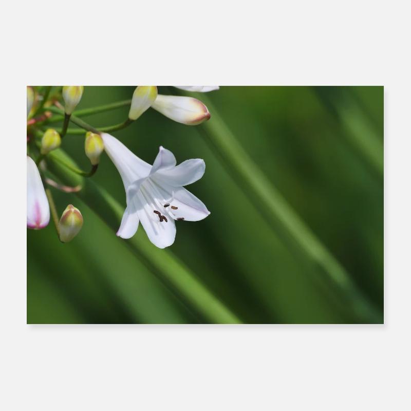 Macro de la fleur de lys blanc Poster 30 x 20 cm