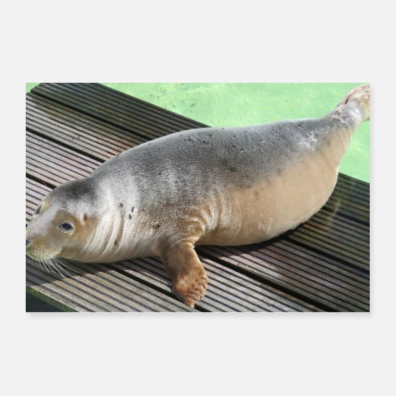 Robbenjunges auf Texel Poster 30x20 cm