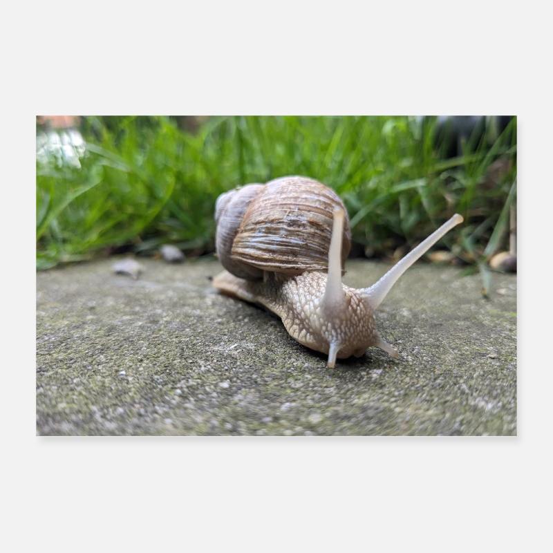 Escargots Macro Natural Design Poster 30 x 20 cm