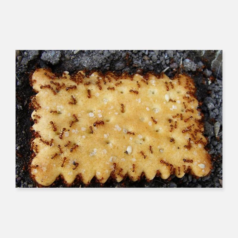 Cookie - Malchance Poster 30 x 20 cm