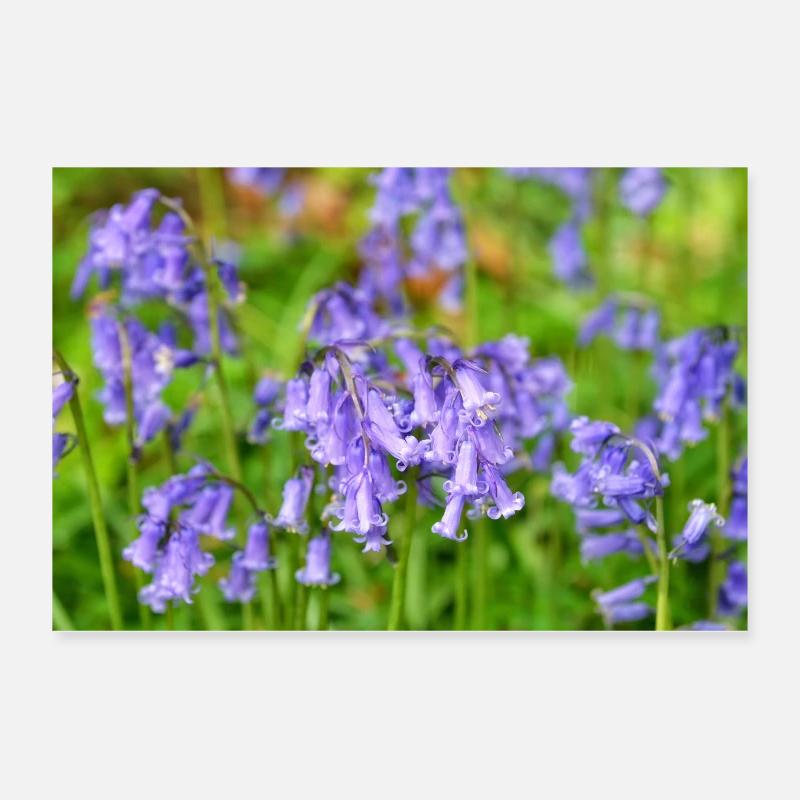 Bluebell - Violet Spring Bloom Poster 12" x 8" (30x20 cm)