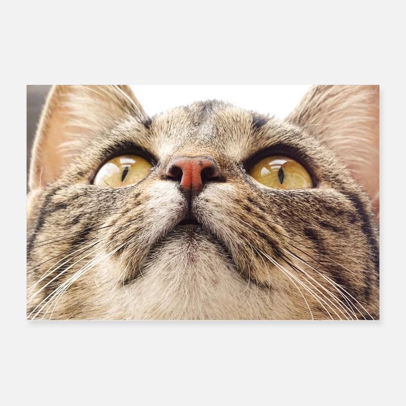 Visage de chat Minka Poster 30 x 20 cm