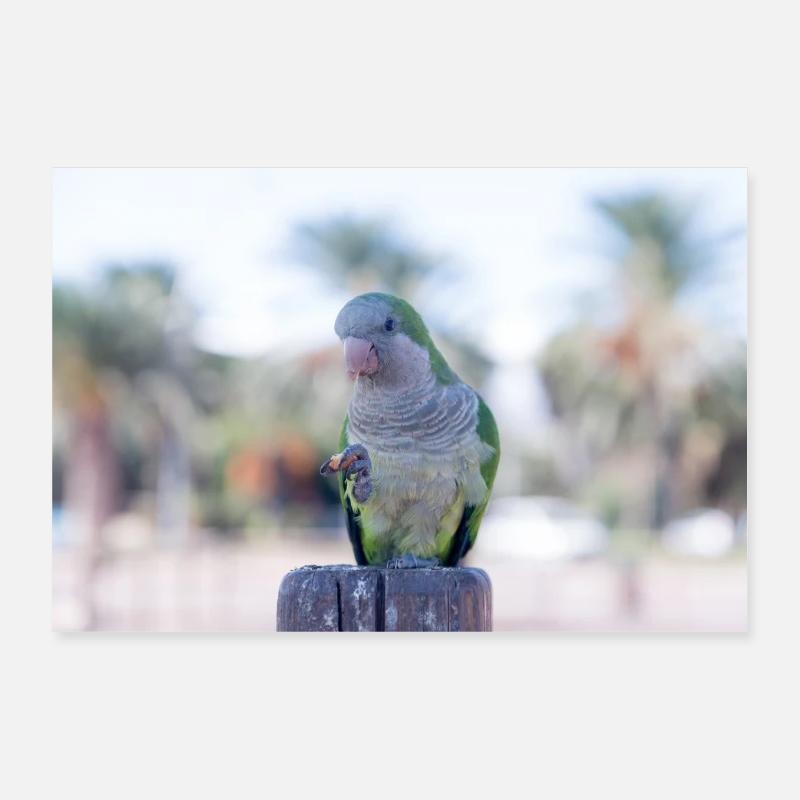 Monk Parrot Poster 12" x 8" (30x20 cm)