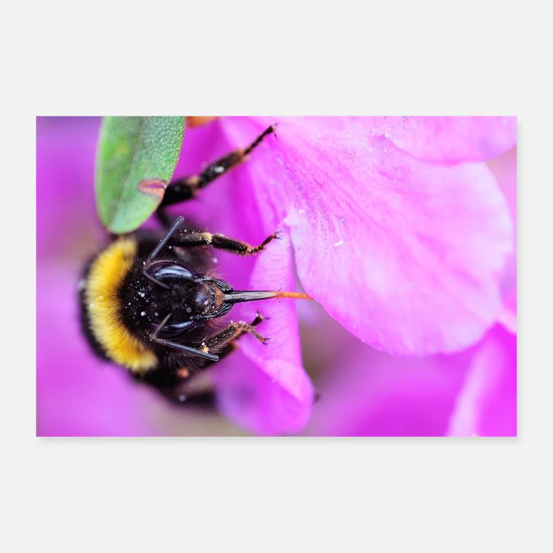 Biene am Veilchen - Poster 30x20 cm - Weiß