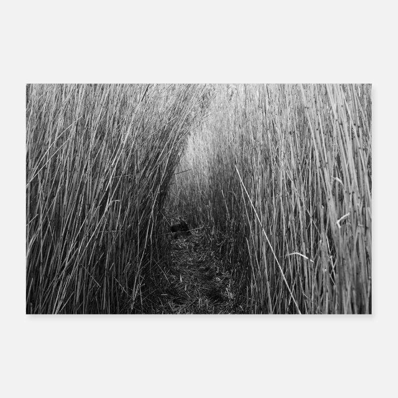 Schilf Poster 30x20 cm