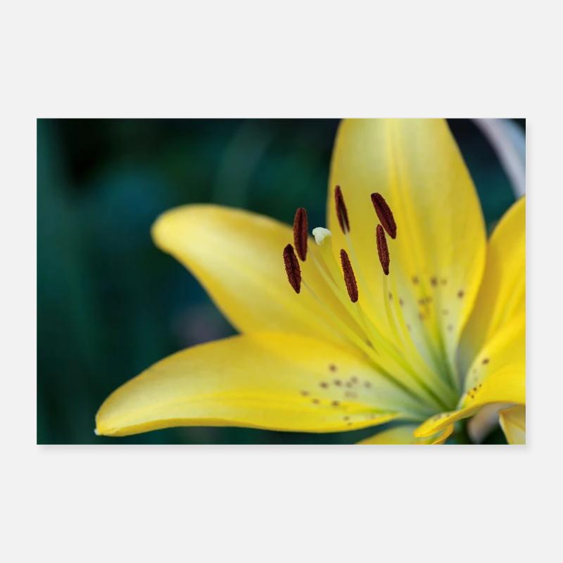 Macro de fleur de fleur de lis jaune Poster 30 x 20 cm
