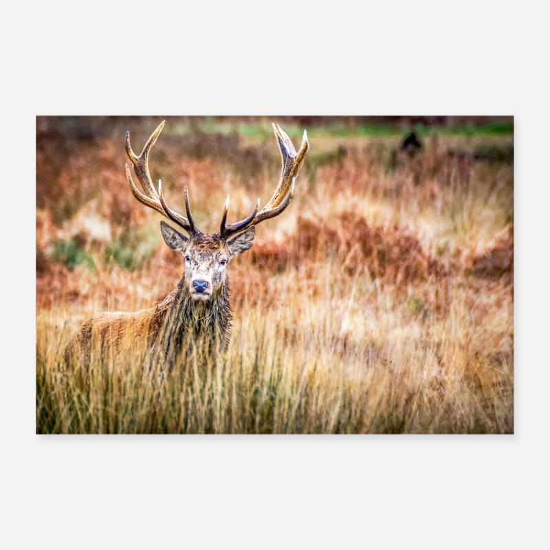 Stag Poster 12" x 8" (30x20 cm)
