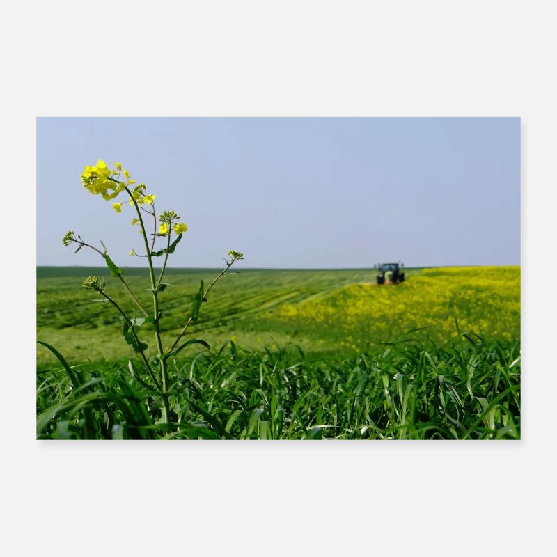 Rapsfeld - Poster 30x20 cm - Weiß