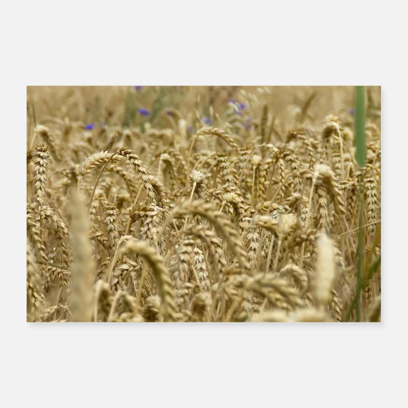 Cornfield Poster 12" x 8" (30x20 cm)
