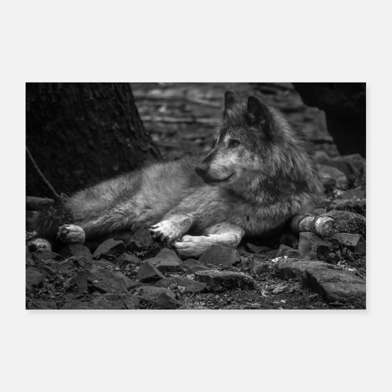 loup - Poster 30 x 20 cm - blanc