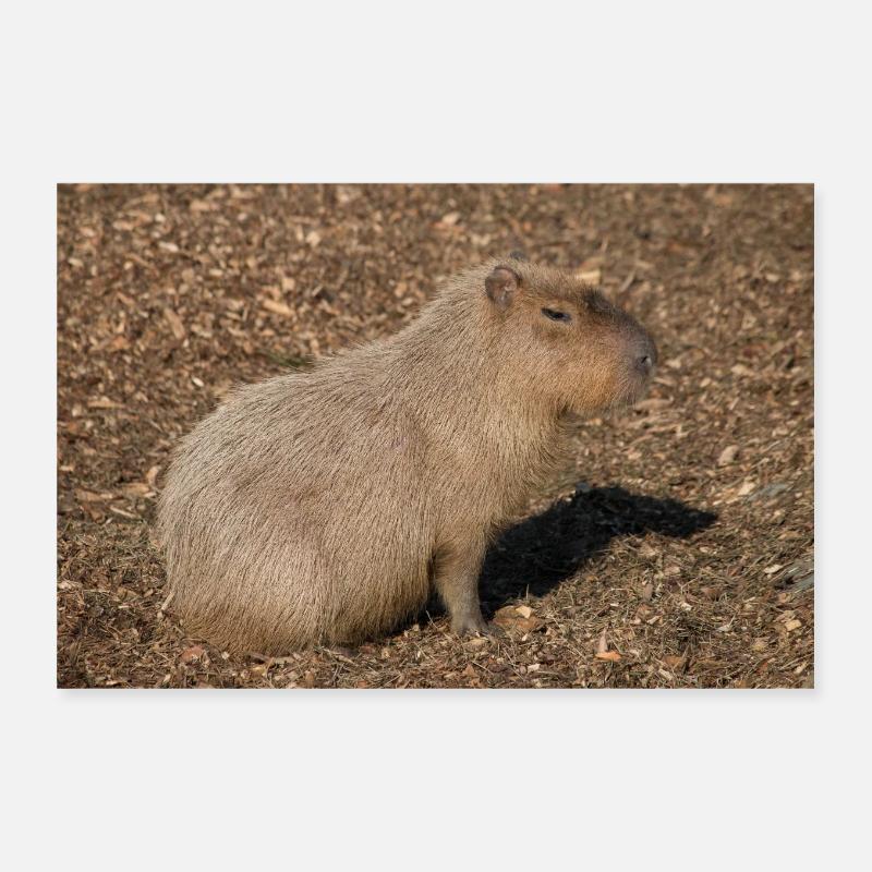 Capybara capybara (Hydrochoerus hydrochaeris) Poster 30 x 20 cm
