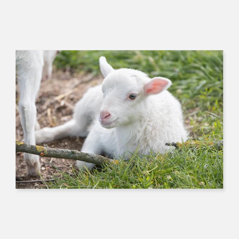 Lämmchen (Ovis) Lamm Poster 30x20 cm