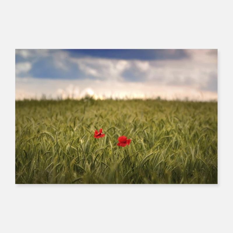 Mohnblumen - Poster 30x20 cm - Weiß
