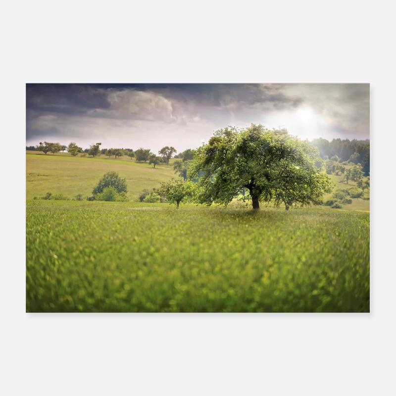 pommier - Poster 30 x 20 cm - blanc