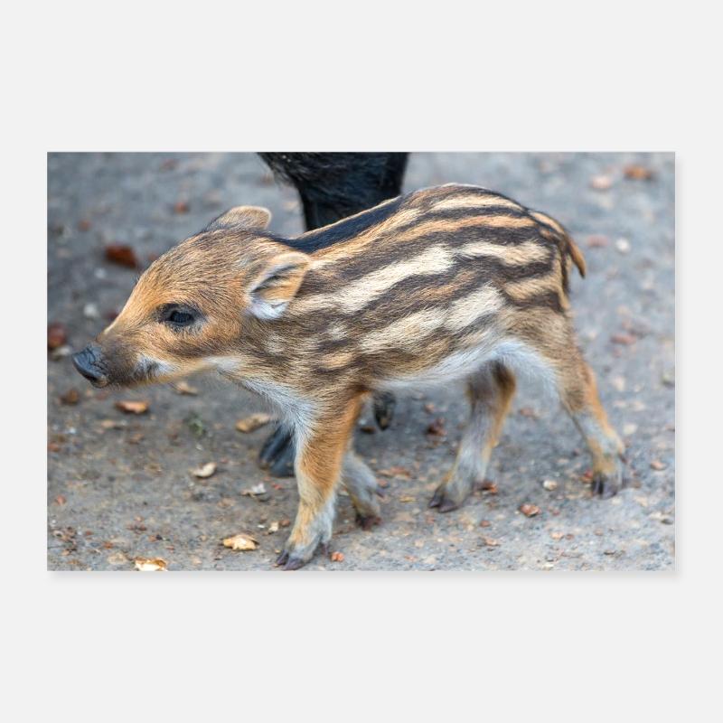 Sanglier (Sus scrofa) dans la forêt Poster 30 x 20 cm