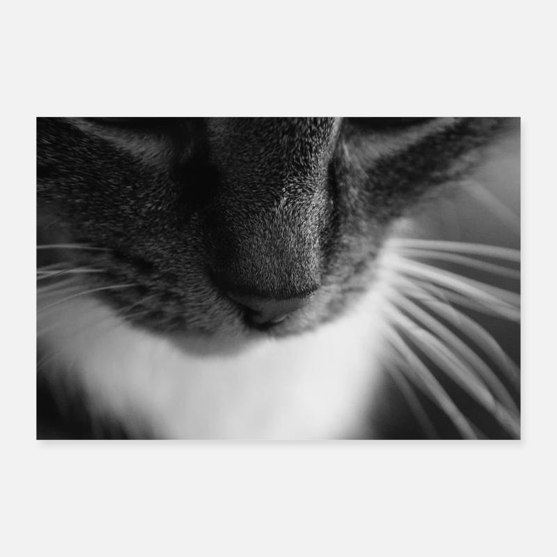 Cat black white Poster 12" x 8" (30x20 cm)