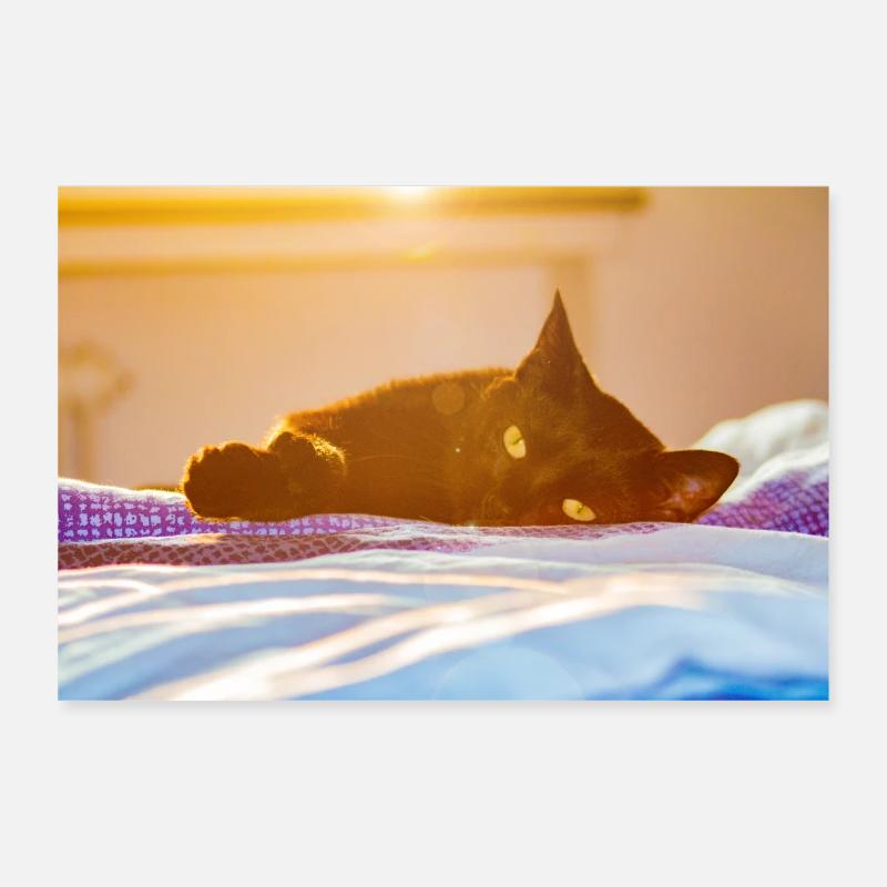 Chat sur des couvertures au coucher du soleil Poster 30 x 20 cm