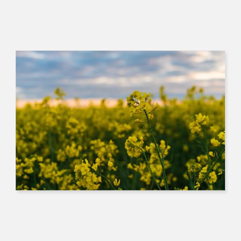 Magnificent rapeseed field Poster 12" x 8" (30x20 cm)