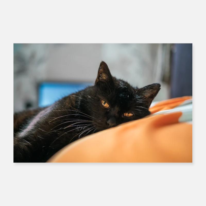 Schwarze Katze Poster 30x20 cm