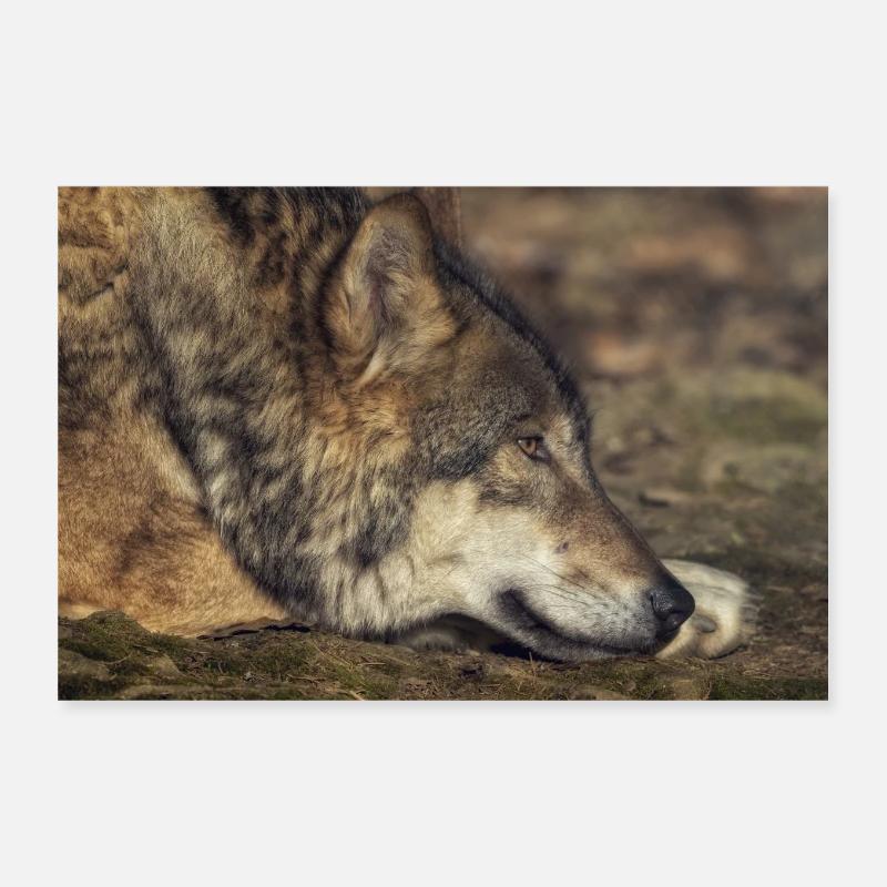 Lying wolf - Poster 12" x 8" (30x20 cm) - white