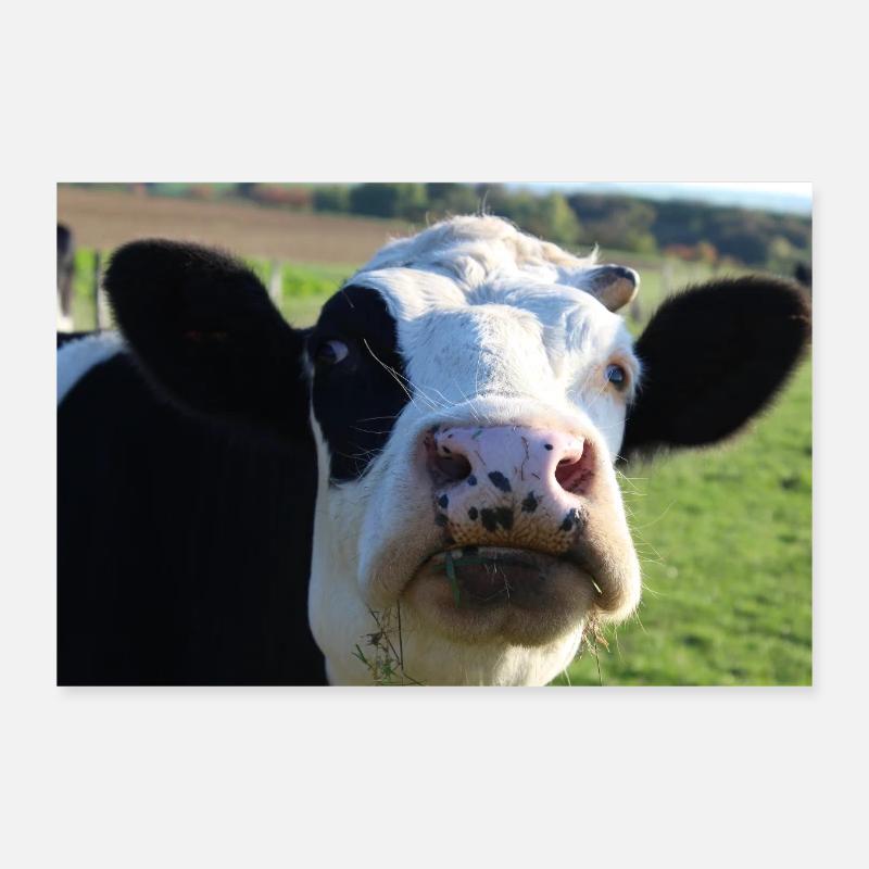 Affiche vache Poster 30 x 20 cm