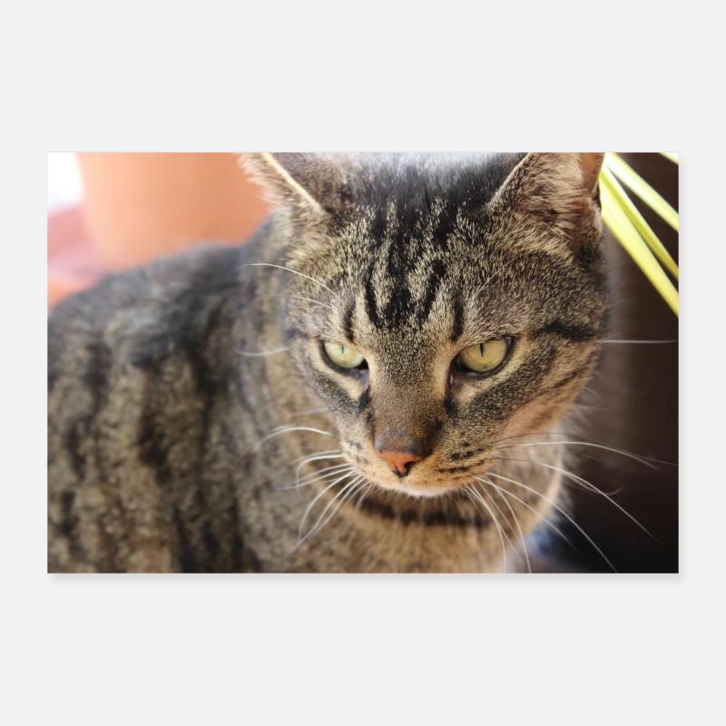 Affiche Chat Chaton, Affiche Chat Tigre Poster 30 x 20 cm