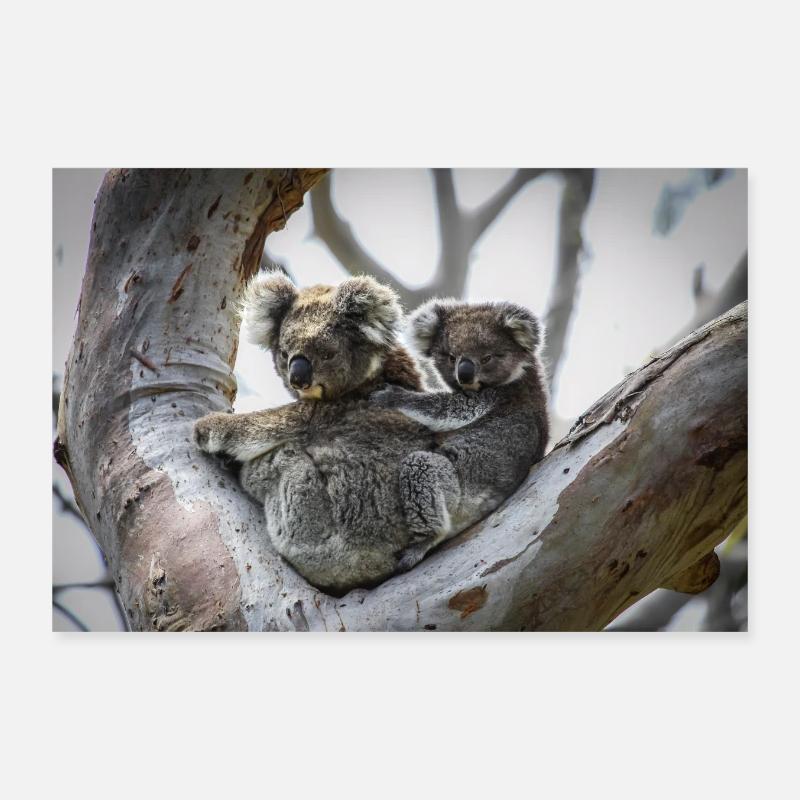Maman et bébé Koala Poster 30 x 20 cm