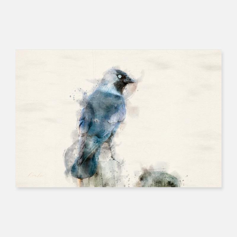 Jackdaw à l’aquarelle Poster 30 x 20 cm