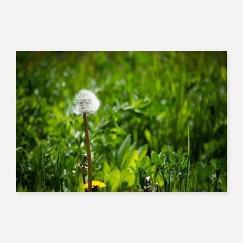 Pusteblume - Poster 30x20 cm - Weiß