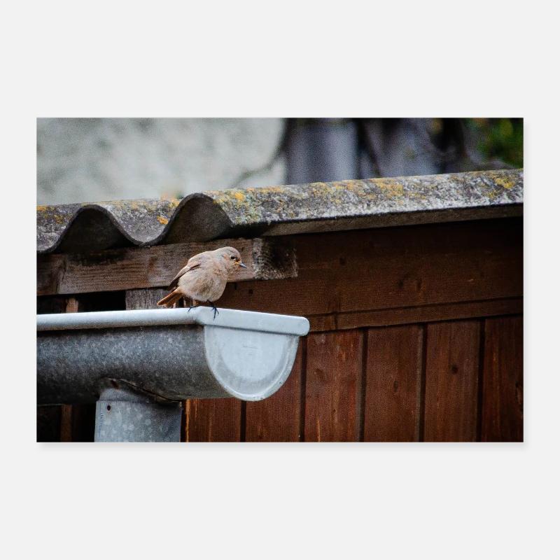 little birdy Poster 12" x 8" (30x20 cm)