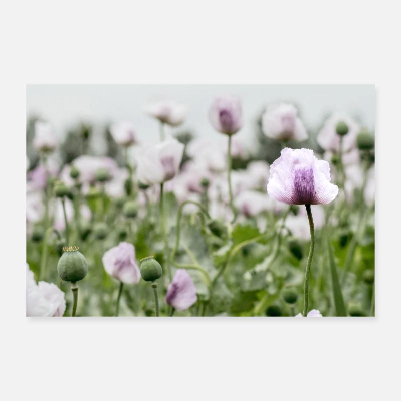 Mohnblumenfeld - Poster 30x20 cm - Weiß