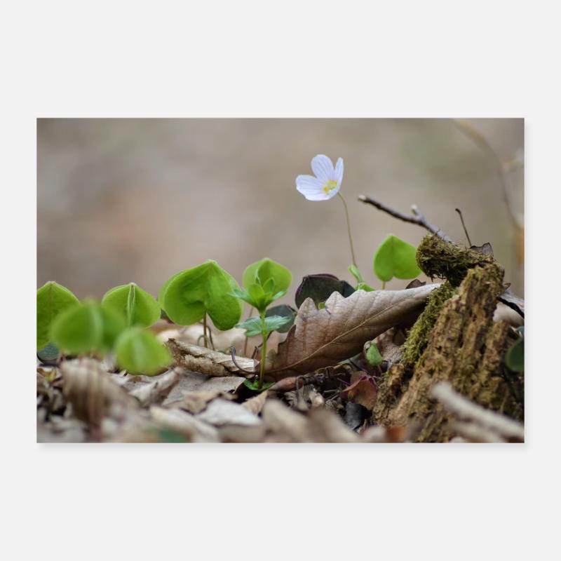 Waldblümchen Poster 30x20 cm