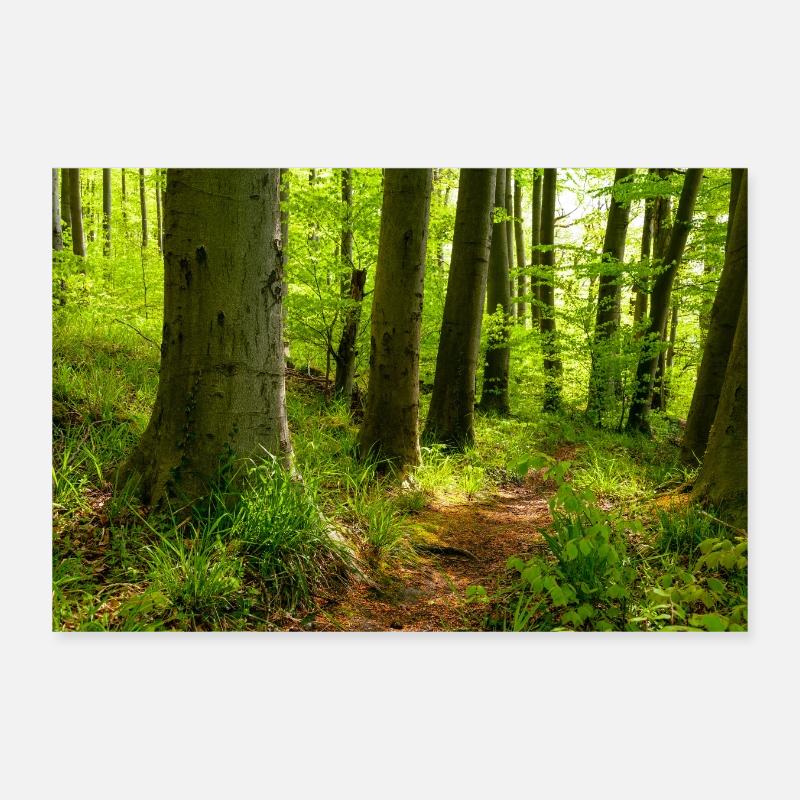 Idyllic path through a forest in spring Poster 12" x 8" (30x20 cm)
