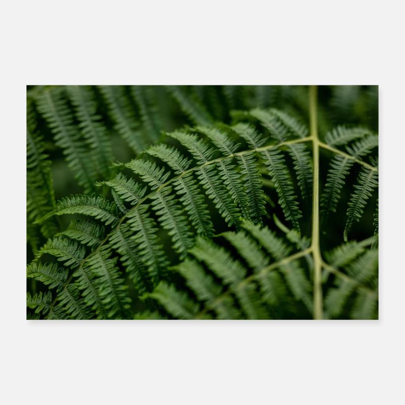 Fougère verte dans la forêt Poster 30 x 20 cm