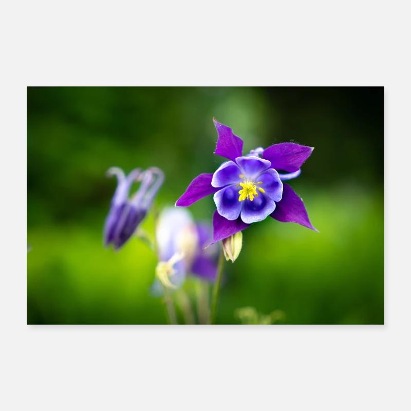 Akelei in full bloom Poster 12" x 8" (30x20 cm)