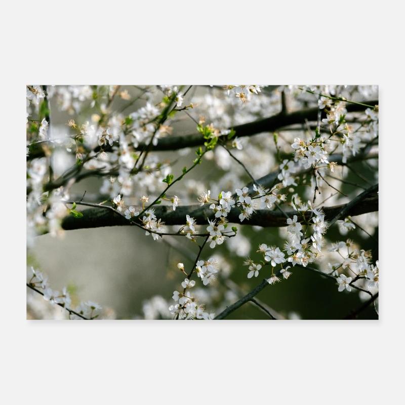 Fleurs sur branches - Poster 30 x 20 cm - blanc