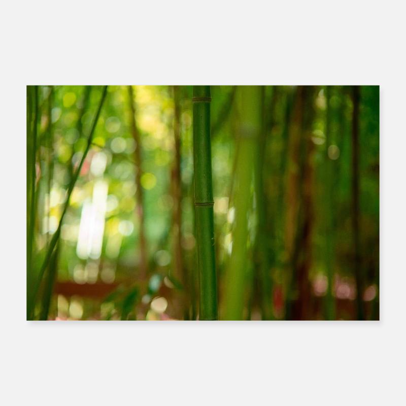 Bambuswald Poster 30x20 cm