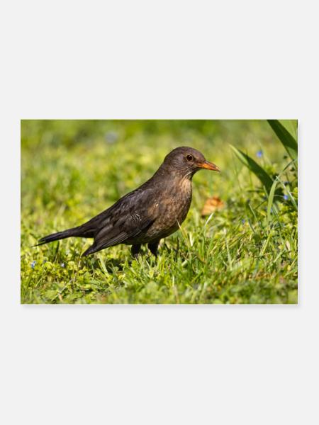 Amsel - Poster 30x20 cm - Weiß