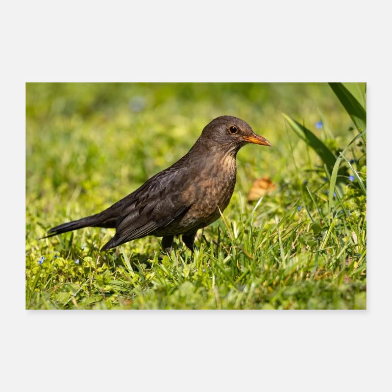 Blackbird Poster 12" x 8" (30x20 cm)