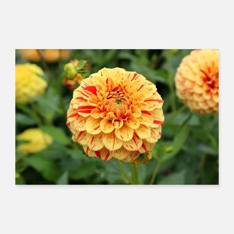 Affiche fleur de fleur de dahlia jaune Poster 30 x 20 cm
