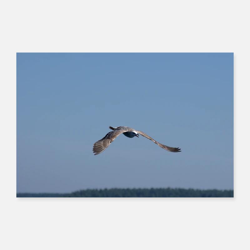 Mouette en vol. Poster 30 x 20 cm