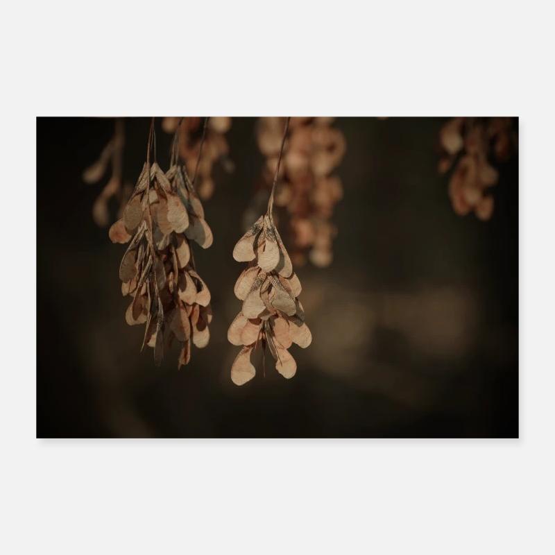 Frassino comune in autunno. Poster 30x20 cm