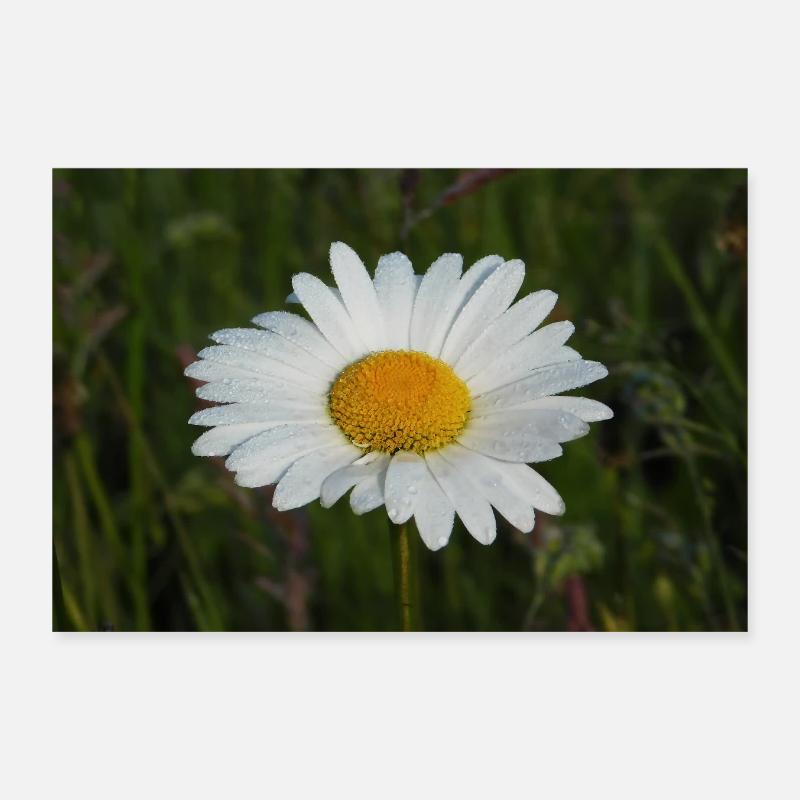Camomile. Poster 12" x 8" (30x20 cm)