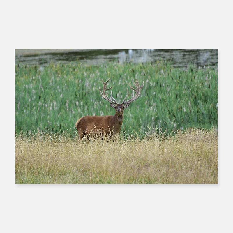 Red deer. Poster 12" x 8" (30x20 cm)