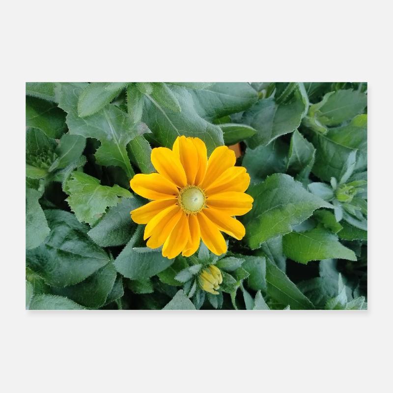 Yellow ray bloom Poster 12" x 8" (30x20 cm)