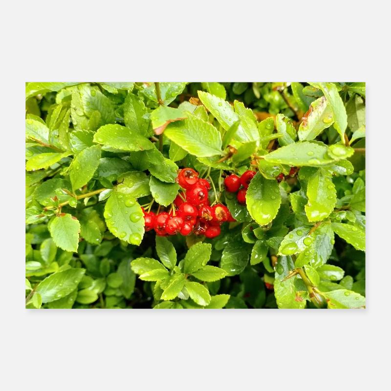 Mittelmeer Feuerdorn / Pyracantha coccinea Poster 30x20 cm