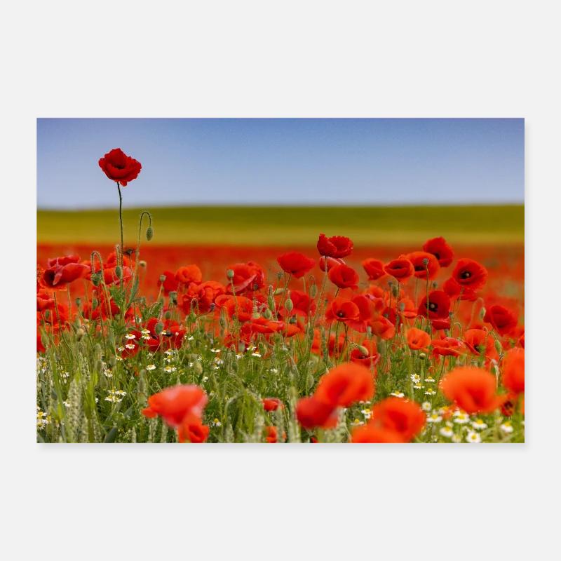 Champ de coquelicots Poster 30 x 20 cm