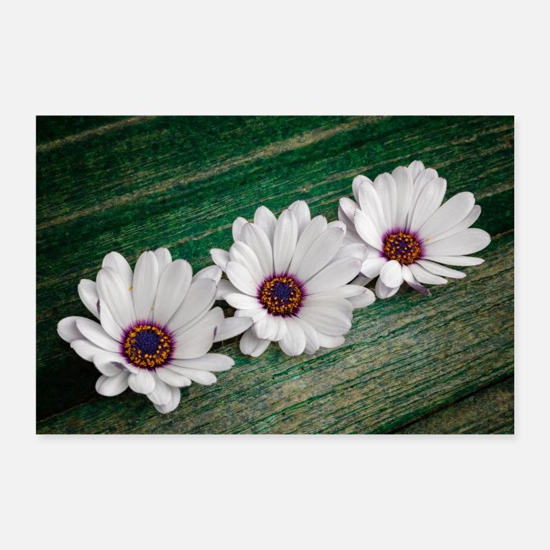 Pochenille africaine Poster 30 x 20 cm