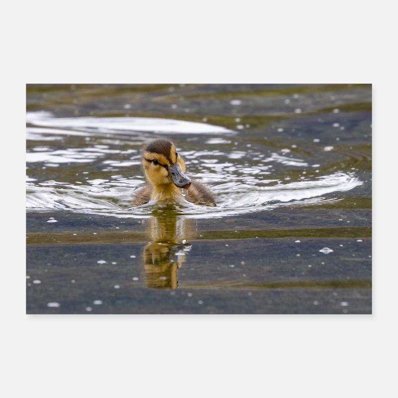 Duckling Poster 12" x 8" (30x20 cm)