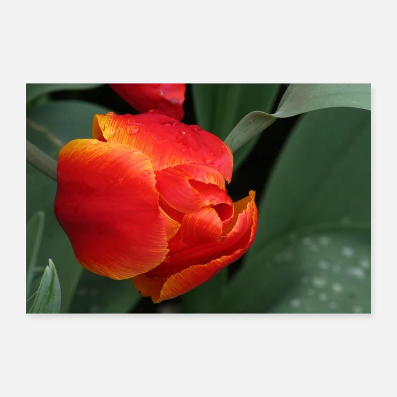 ROTE TULPE Poster 30x20 cm